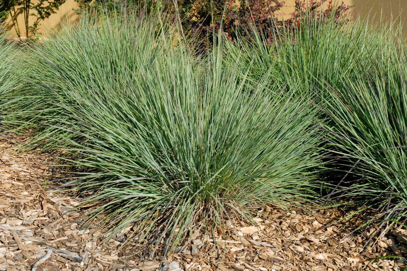 Blue Heaven Little Bluestem